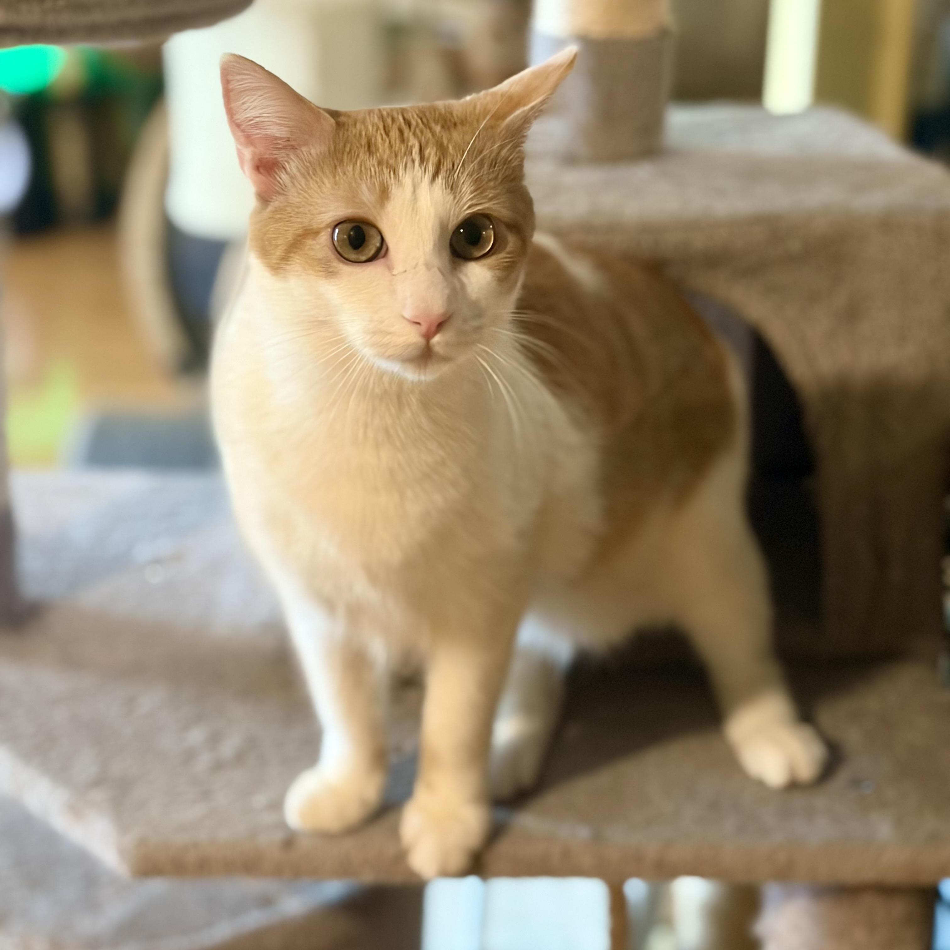 Enlarge Patches, a Adoptable Domestic Short Hair in Greensboro, NC image 3/4