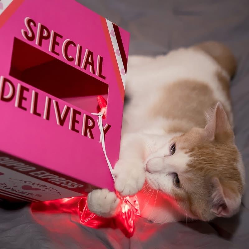 Enlarge Patches, a Adoptable Domestic Short Hair in Greensboro, NC image 2/2