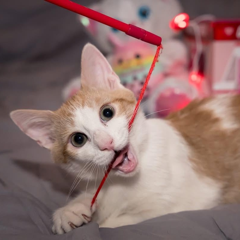 Enlarge Patches, a Adoptable Domestic Short Hair in Greensboro, NC image 1/2