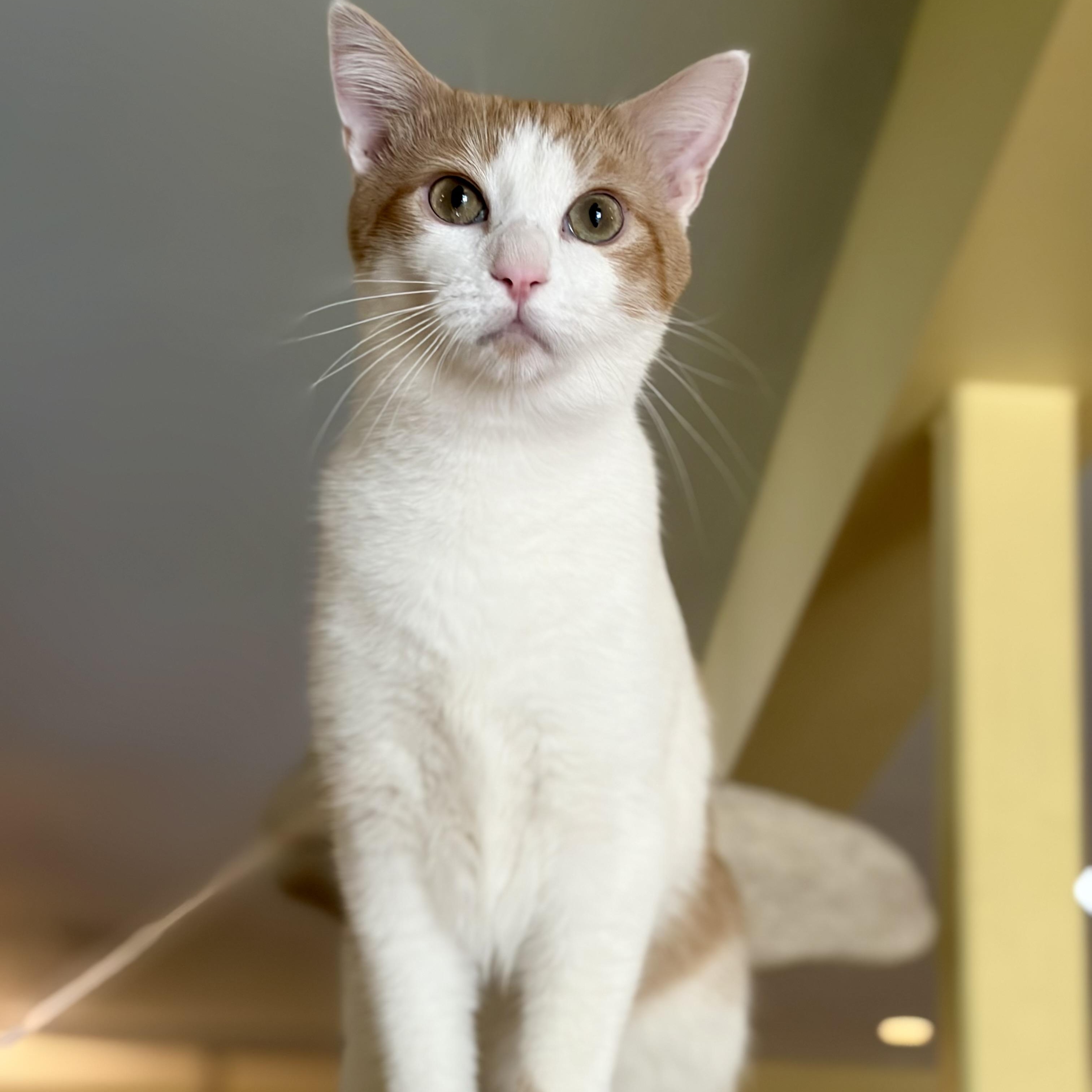 Enlarge Patches, a Adoptable Domestic Short Hair in Greensboro, NC image 4/4