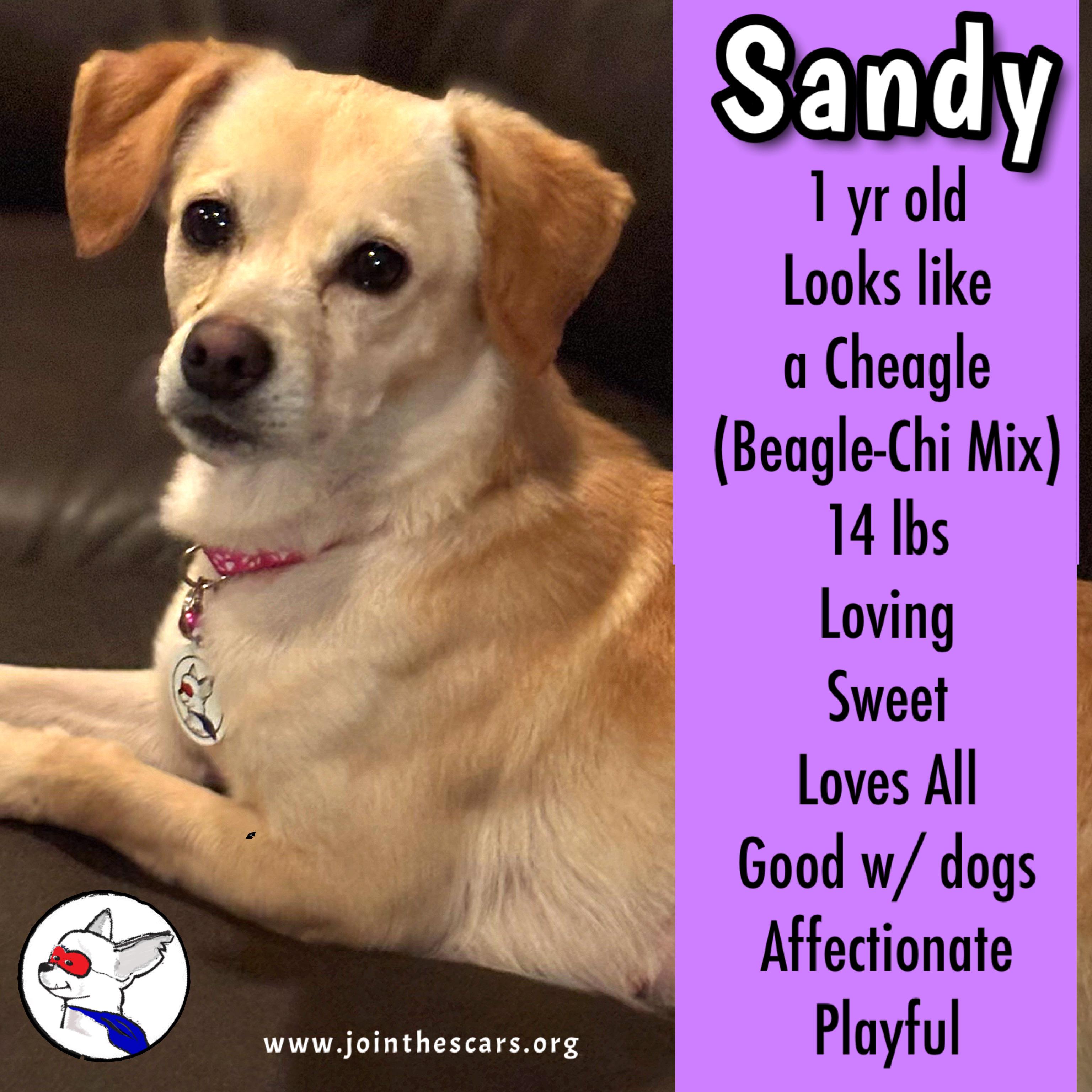 Enlarge Sandy, a Adoptable mixed breed in Glendora, CA image 1/5