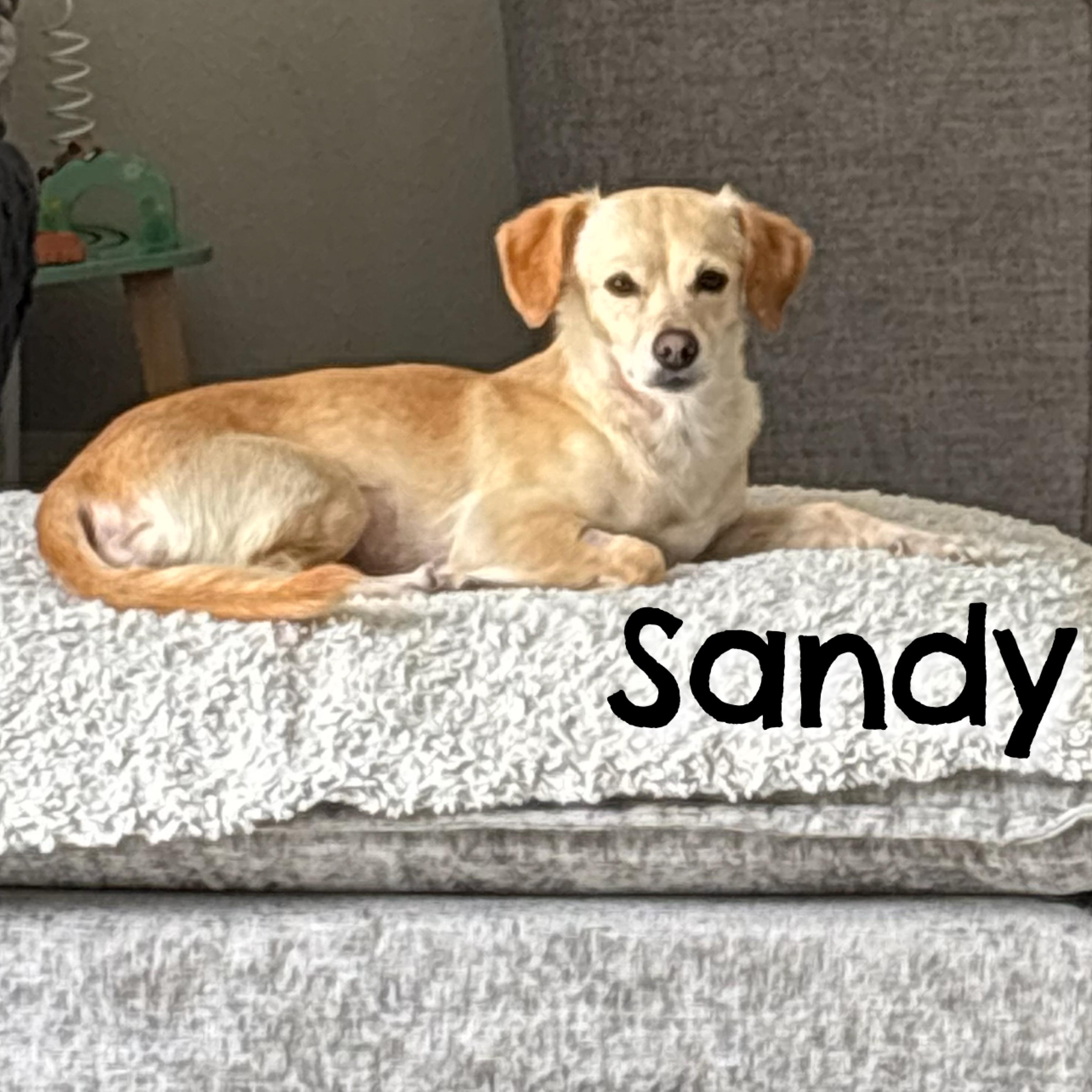 Enlarge Sandy, a Adoptable mixed breed in Glendora, CA image 5/5