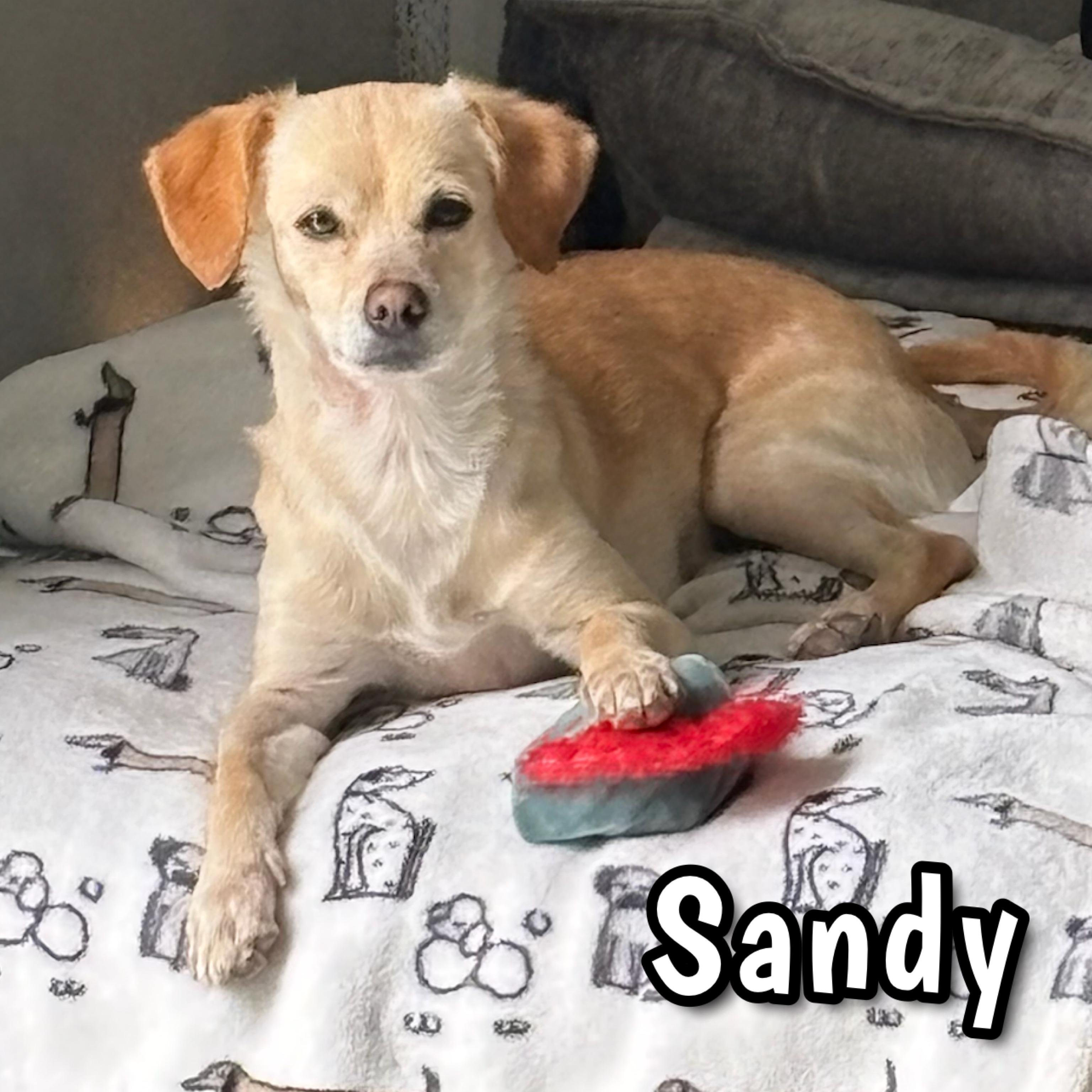 Enlarge Sandy, a Adoptable mixed breed in Glendora, CA image 2/5