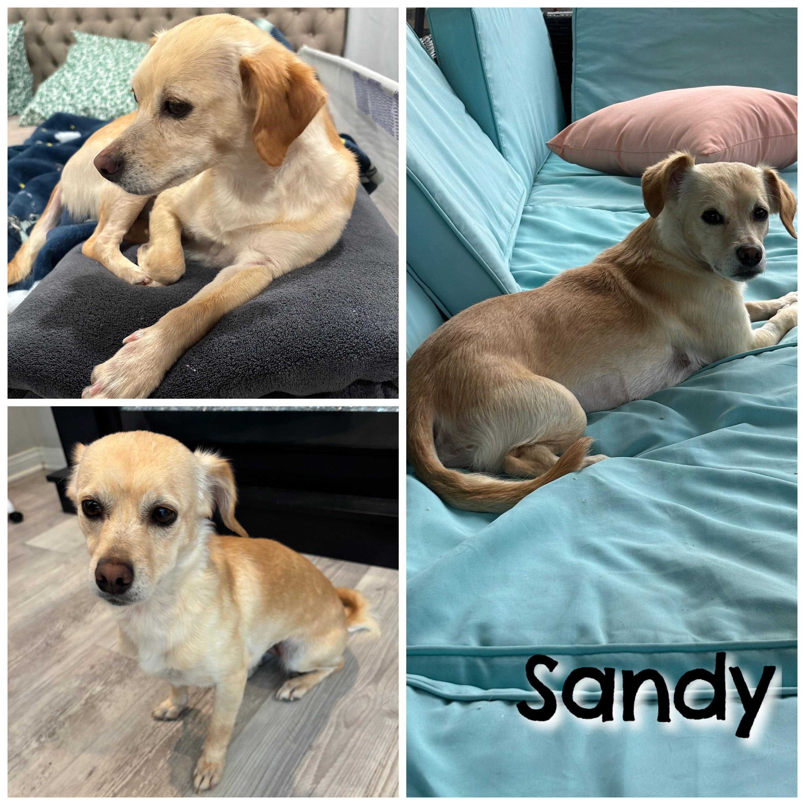 Enlarge Sandy, a Adoptable mixed breed in Glendora, CA image 4/5