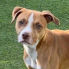 Nicks DS, Adoptable, Adult Female Labrador Retriever & Boxer.