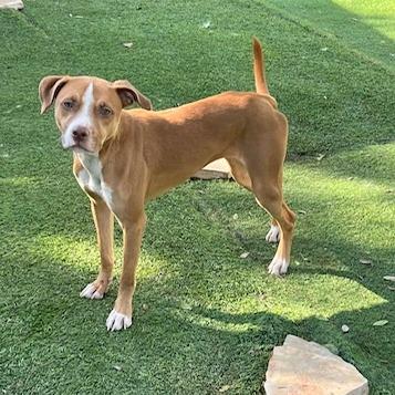 Enlarge Nicks DS, a Adoptable mixed breed in Von Ormy, TX image 4/4