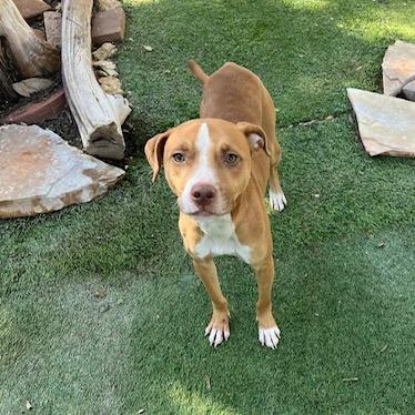 Enlarge Nicks DS, a Adoptable mixed breed in Von Ormy, TX image 2/4