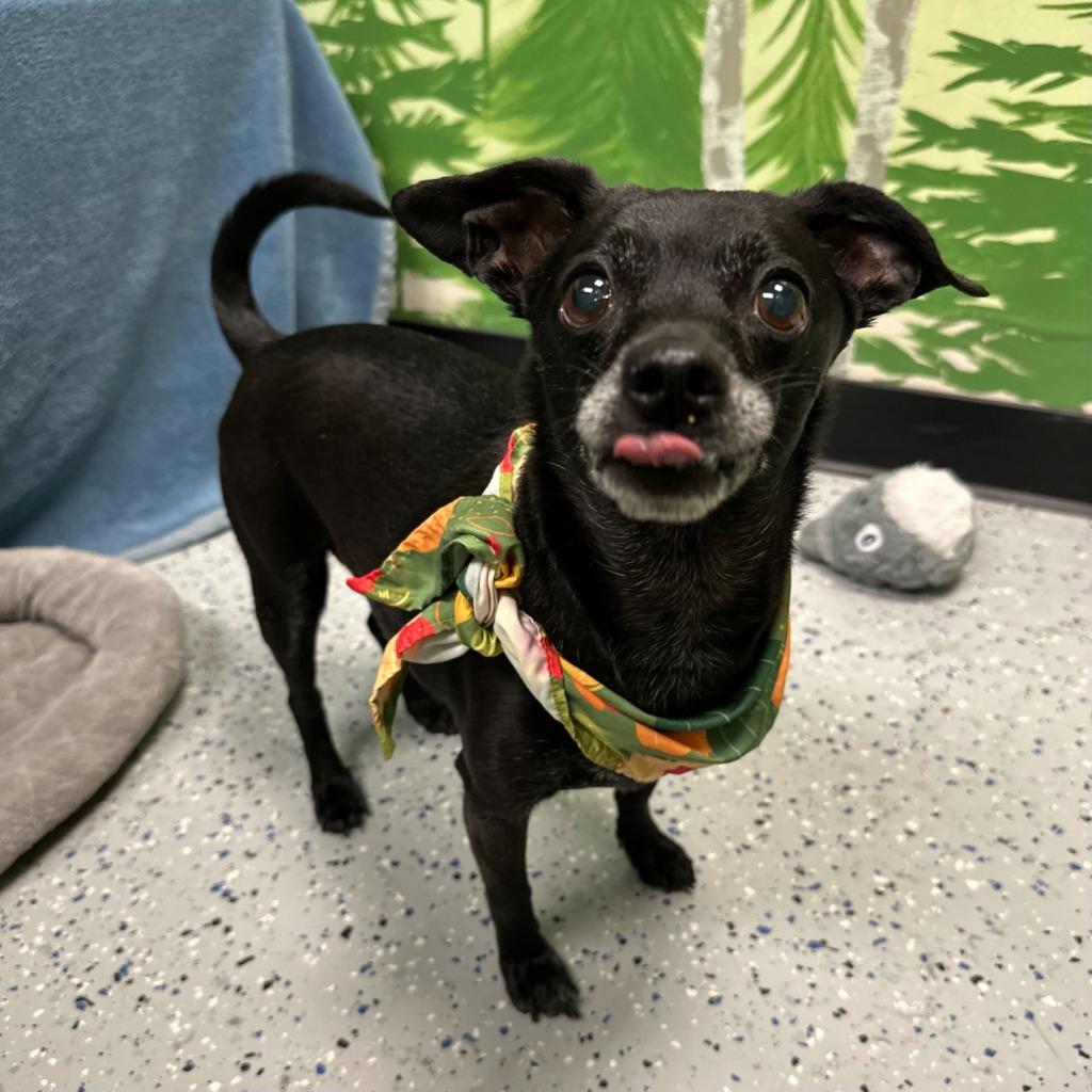 Buck, Adopted, Senior Male Chihuahua.