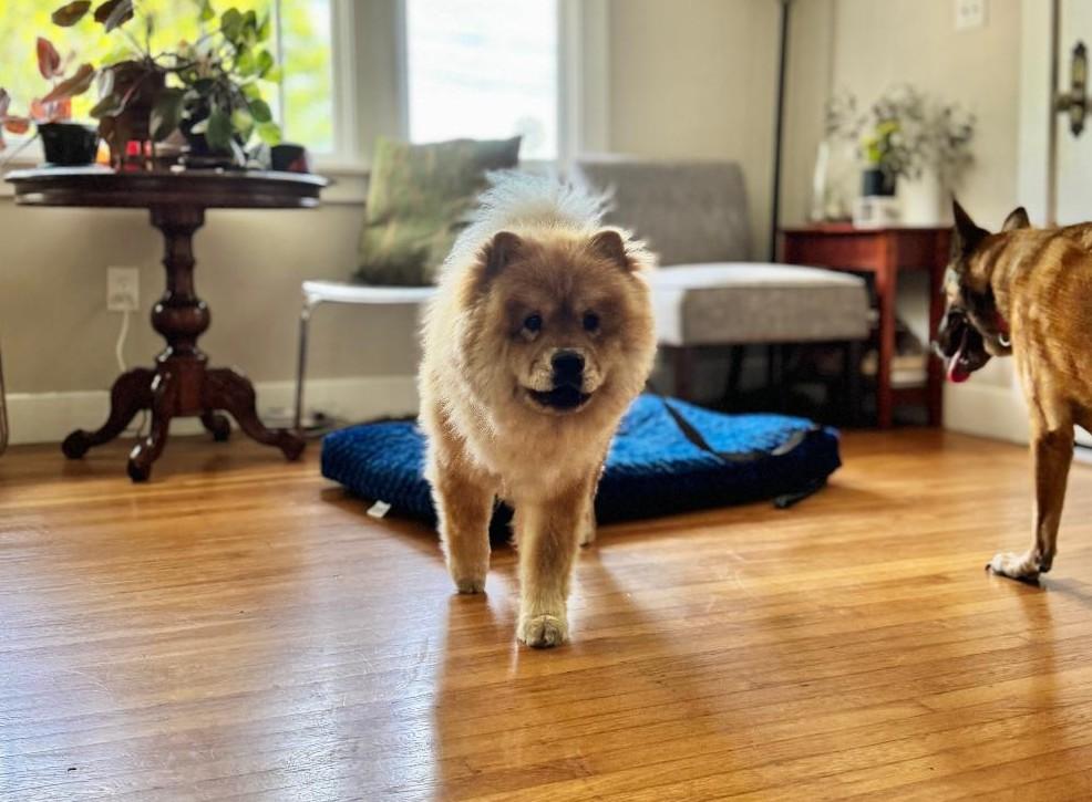 Enlarge Sprite, a ADOPTABLE Chow Chow in Sacramento, CA image 5/6