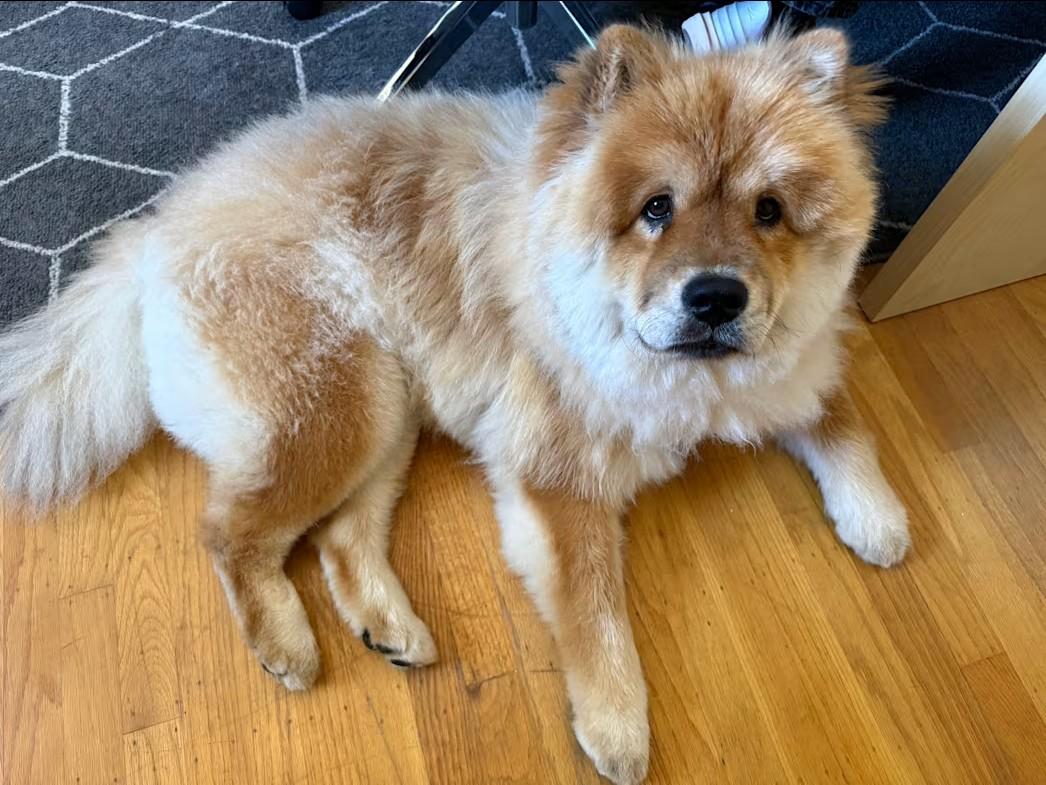 Enlarge Sprite, a ADOPTABLE Chow Chow in Sacramento, CA image 2/6
