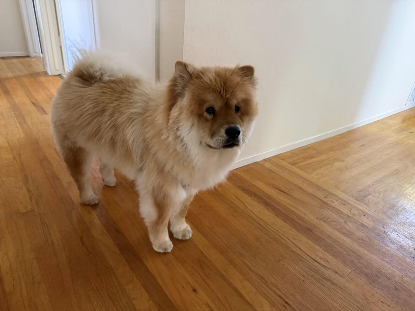Sprite, ADOPTABLE, Young Female Chow Chow.