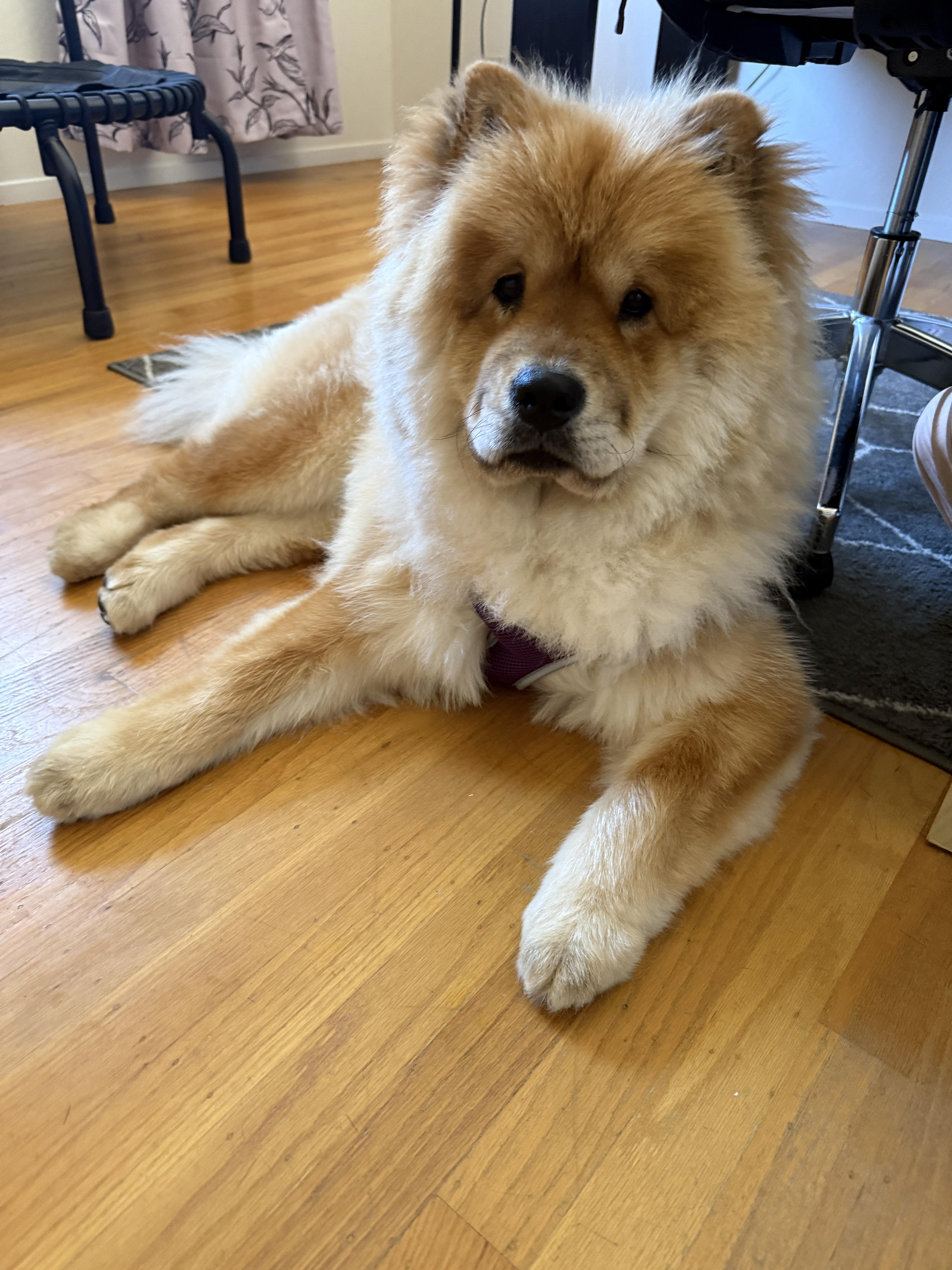 Enlarge Sprite, a ADOPTABLE Chow Chow in Sacramento, CA image 6/6