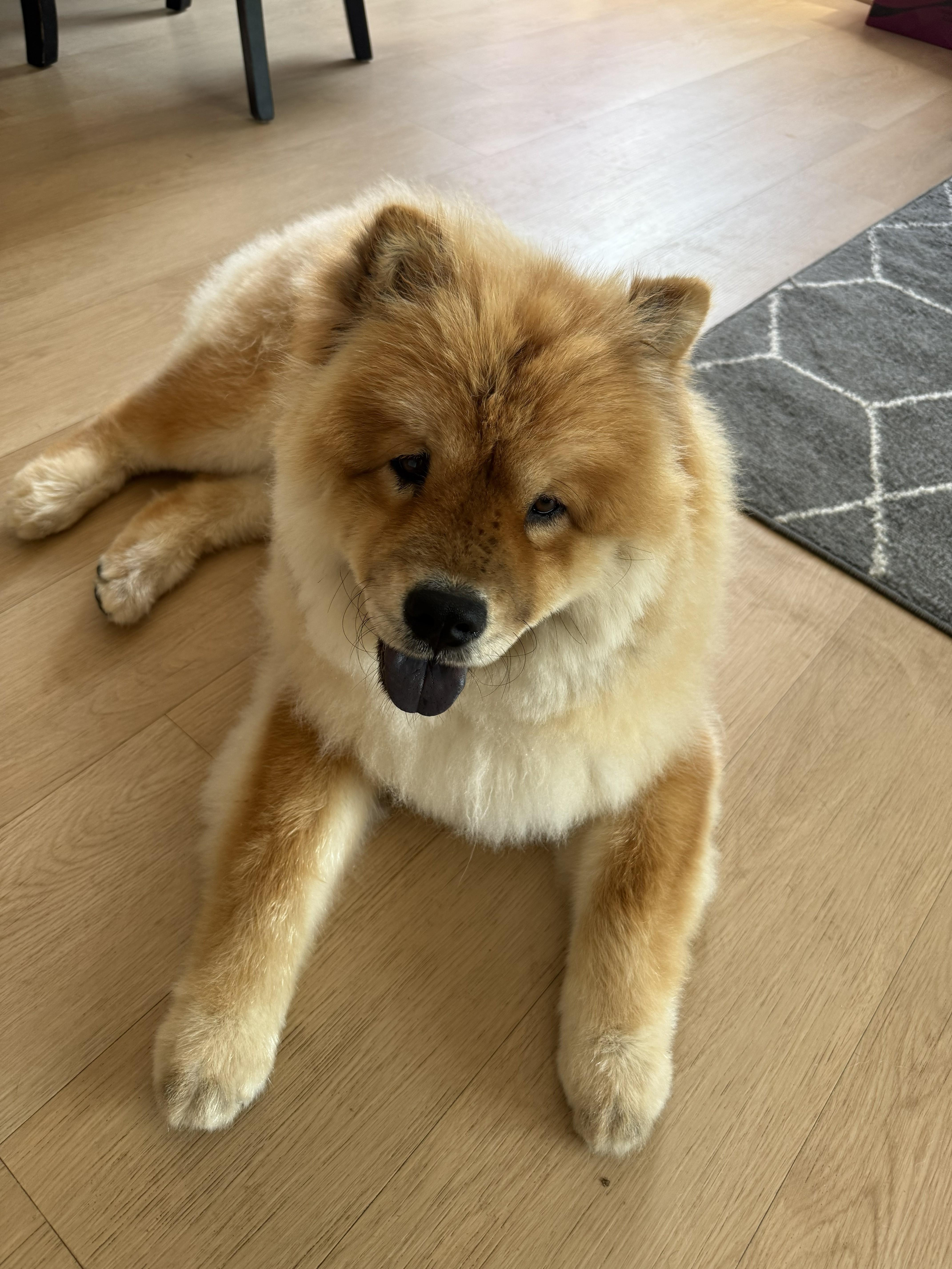 Enlarge Sprite, a ADOPTABLE Chow Chow in Sacramento, CA image 3/6