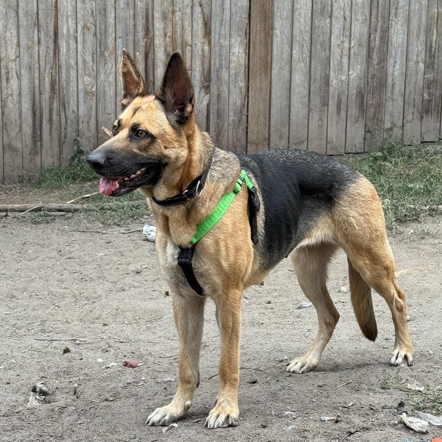 Mischa German Shepherd Dog Dog