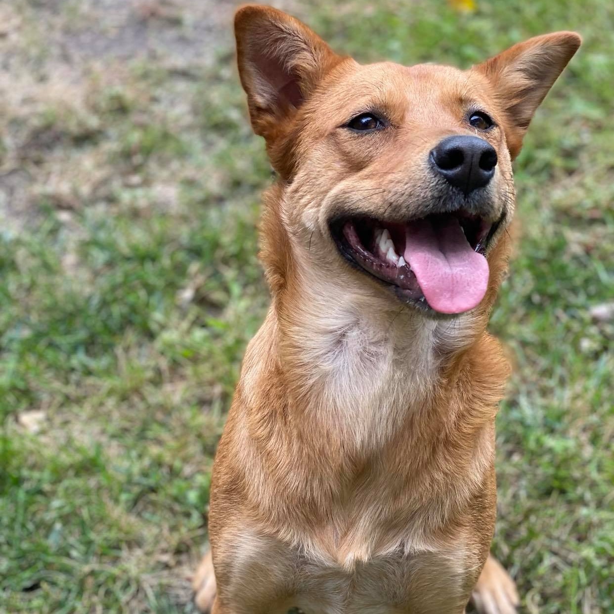 Enlarge Valora, a Adoptable Cattle Dog in Grand Forks, ND image 7/8