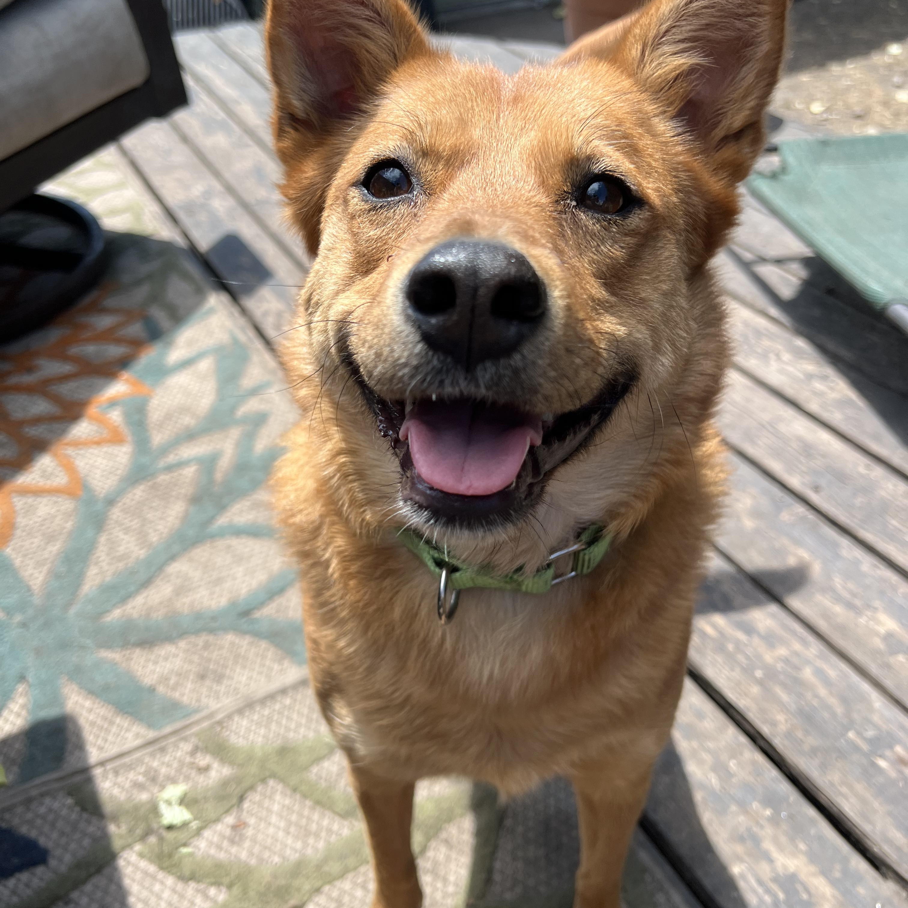 Enlarge Valora, a Adoptable Cattle Dog in Grand Forks, ND image 1/8
