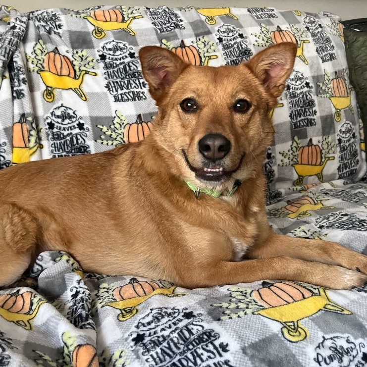 Enlarge Valora, a Adoptable Cattle Dog in Grand Forks, ND image 8/8