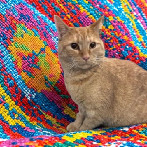 DASHER, Adoptable, Young Male Domestic Short Hair.