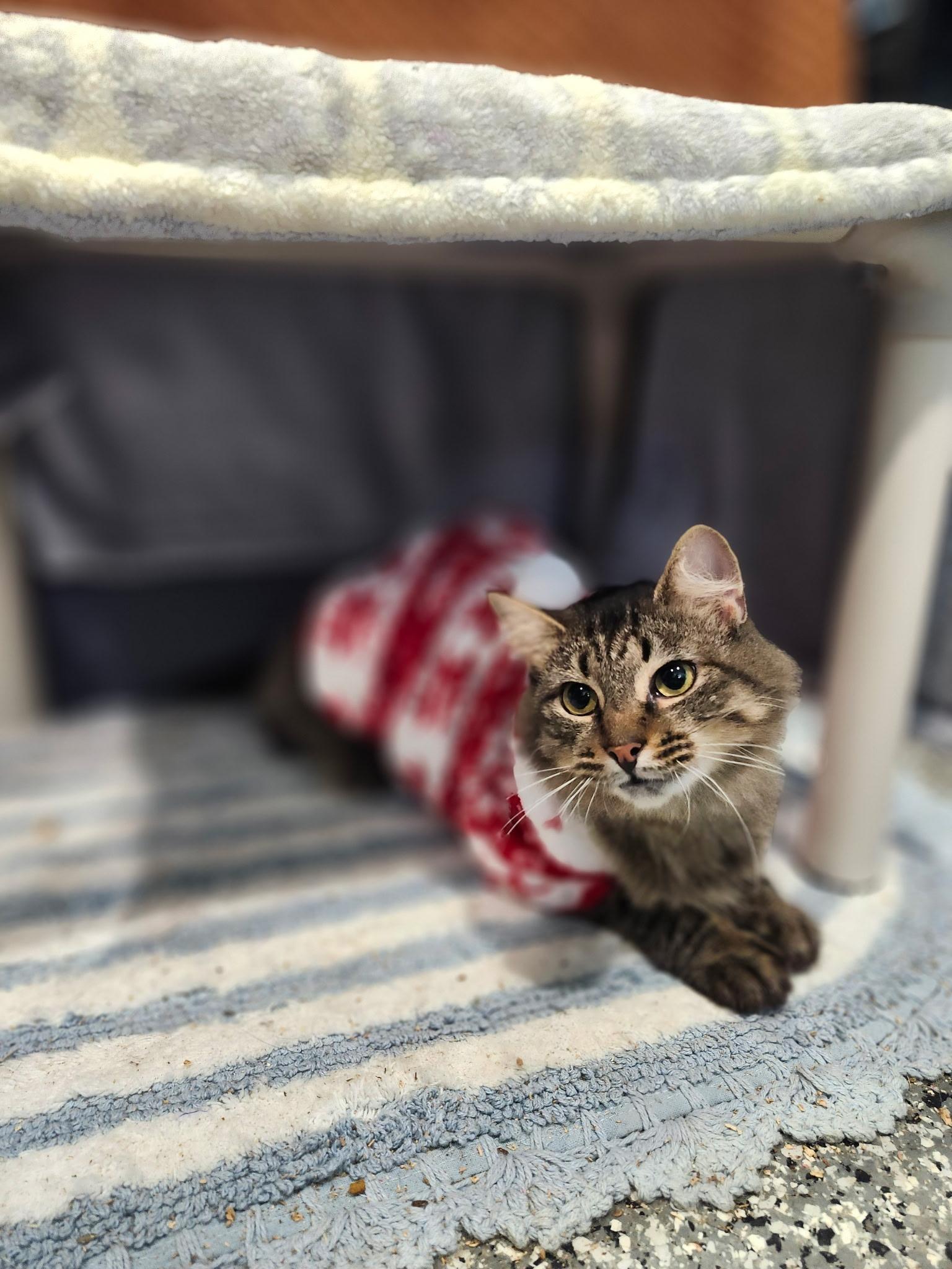 Sally, Adoptable, Young Female Domestic Medium Hair.