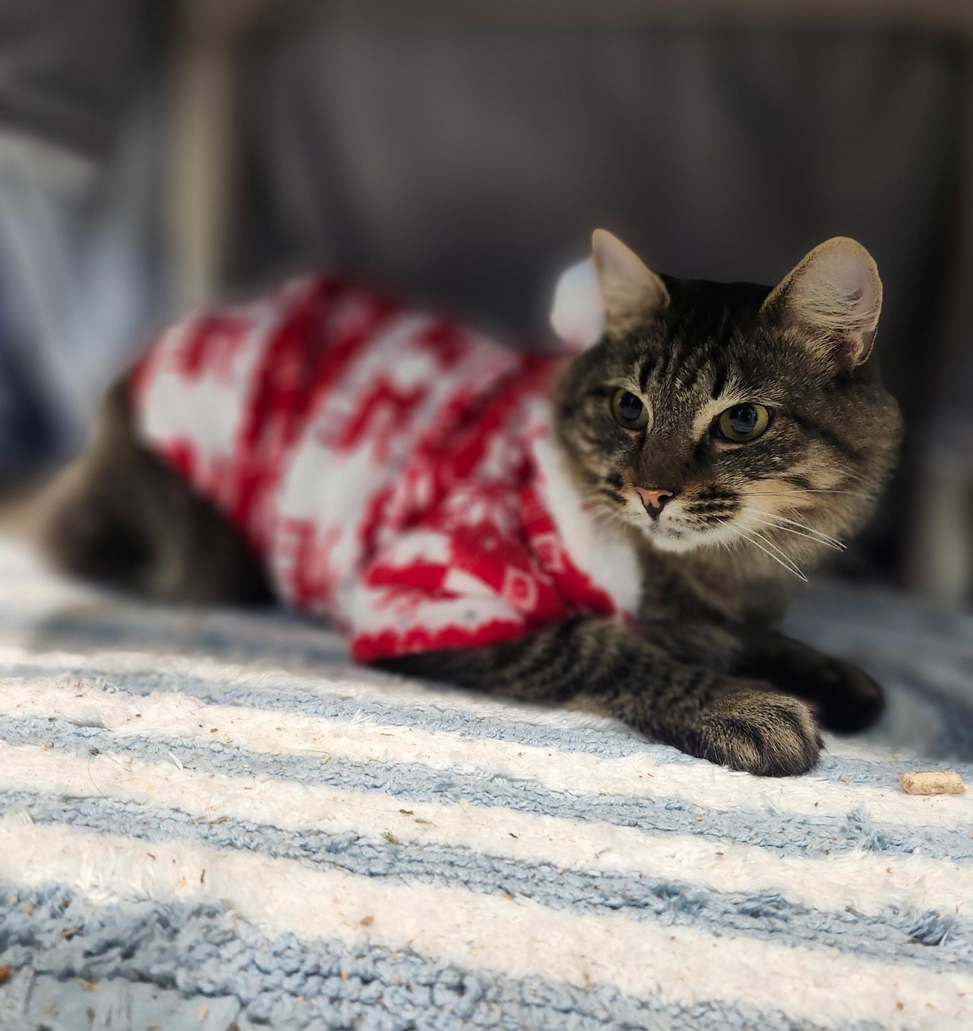 Enlarge Sally, a Adoptable Domestic Medium Hair in Blackstone, MA image 4/5