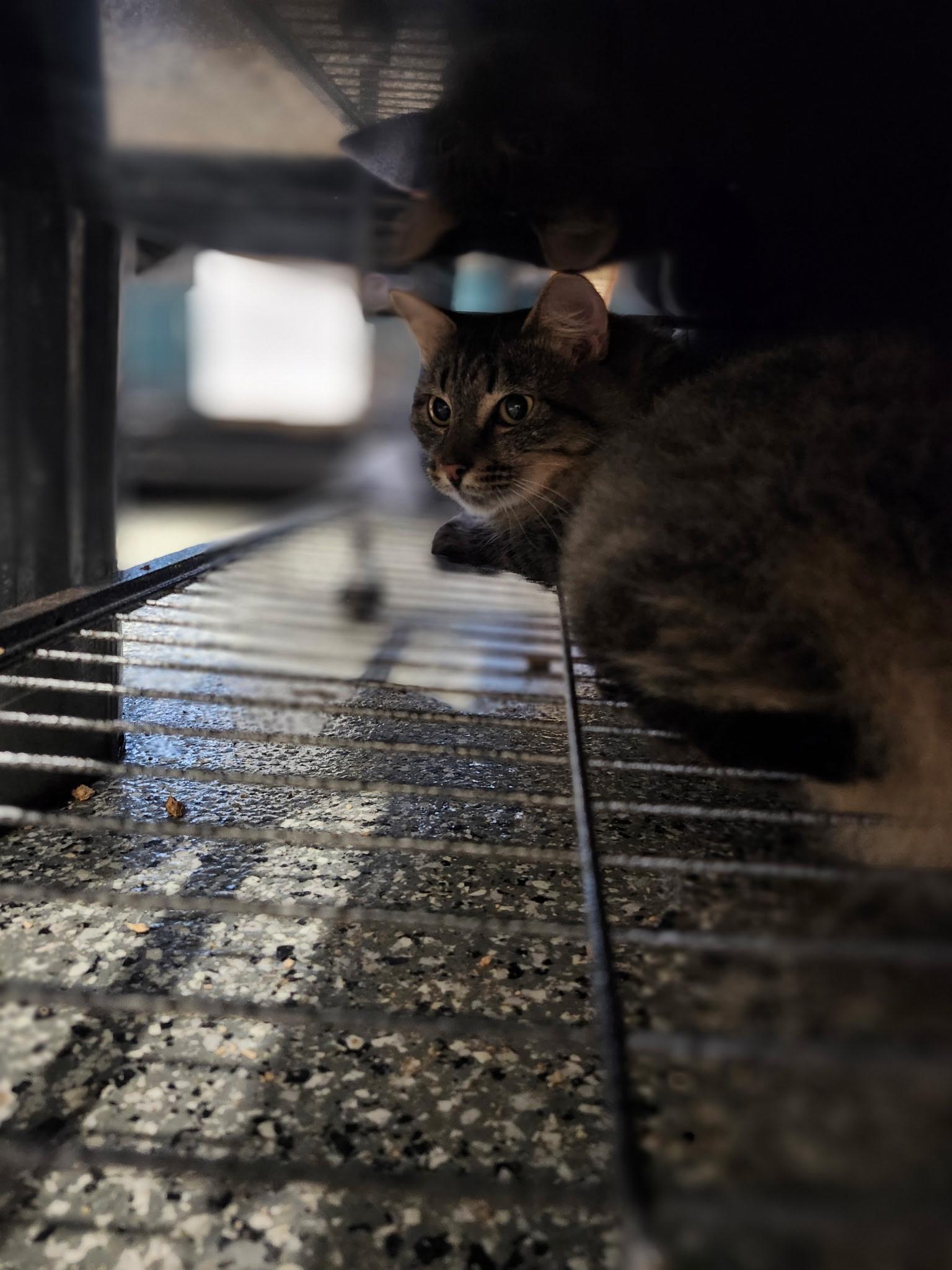 Enlarge Sally, a Adoptable Domestic Medium Hair in Blackstone, MA image 5/5