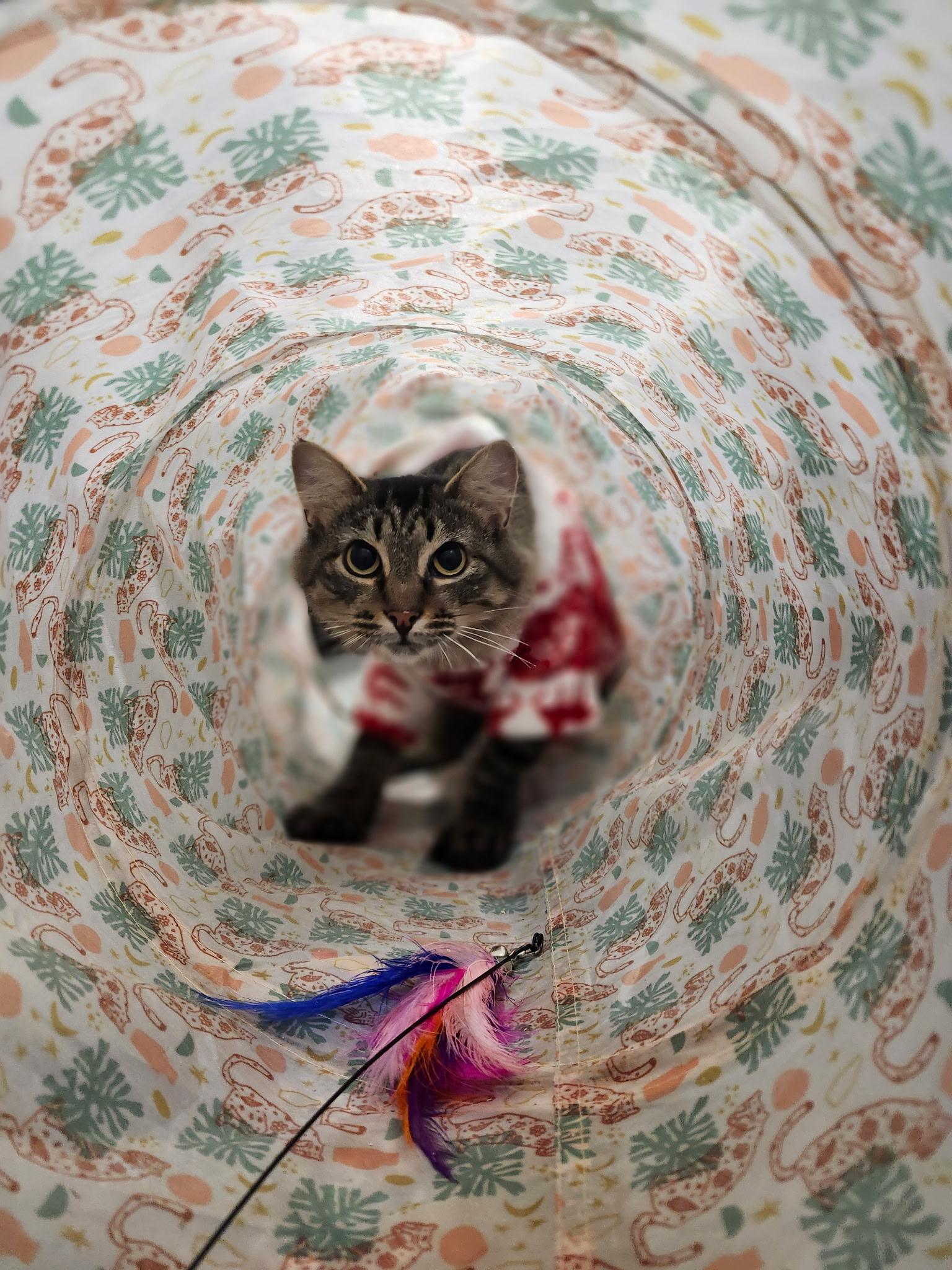 Enlarge Sally, a Adoptable Domestic Medium Hair in Blackstone, MA image 3/5