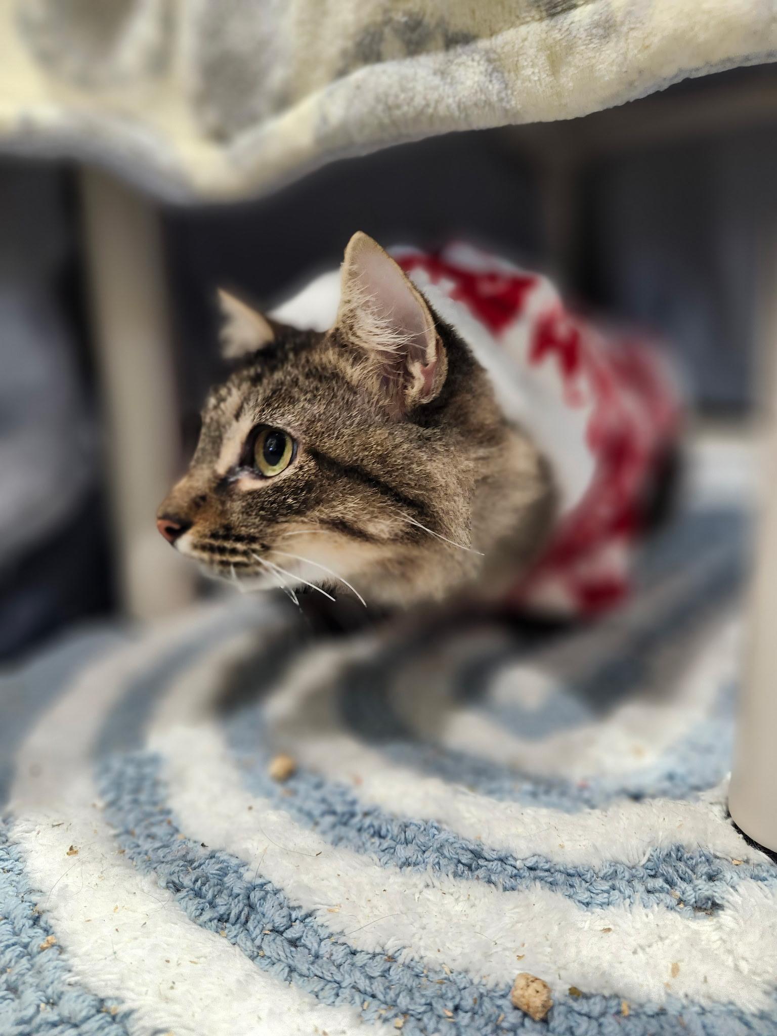 Enlarge Sally, a Adoptable Domestic Medium Hair in Blackstone, MA image 2/5