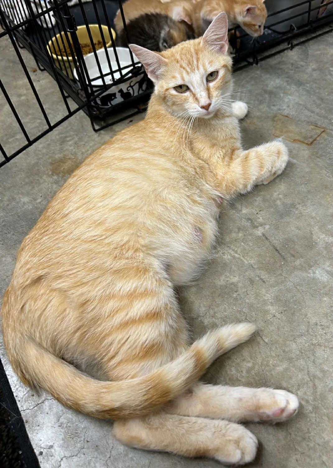 Enlarge Ella, a Adoptable Domestic Short Hair in Racine, WI image 2/3