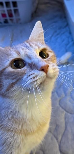 Enlarge Ella, a Adoptable Domestic Short Hair in Racine, WI image 3/3