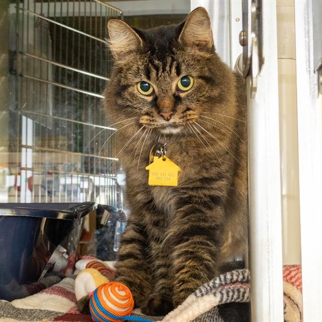 Enlarge SPRINKLE, a Adoptable Domestic Medium Hair in St. Louis, MO image 1/1