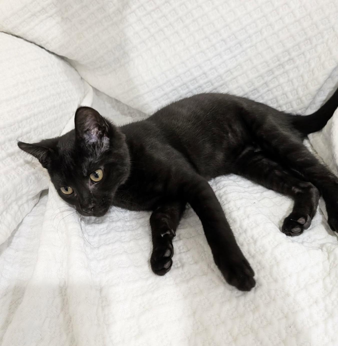 Enlarge Hades, a Adopted Domestic Short Hair in King George, VA image 1/3