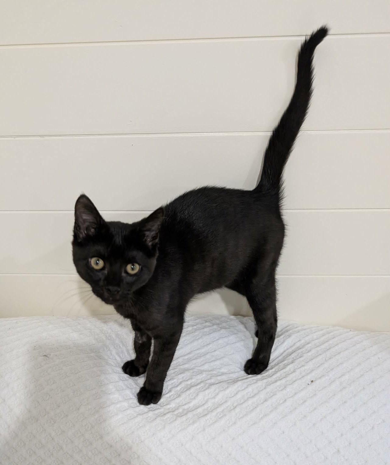 Enlarge Hades, a Adopted Domestic Short Hair in King George, VA image 2/3