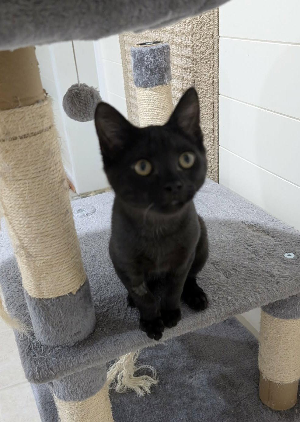 Enlarge Hades, a Adopted Domestic Short Hair in King George, VA image 3/3