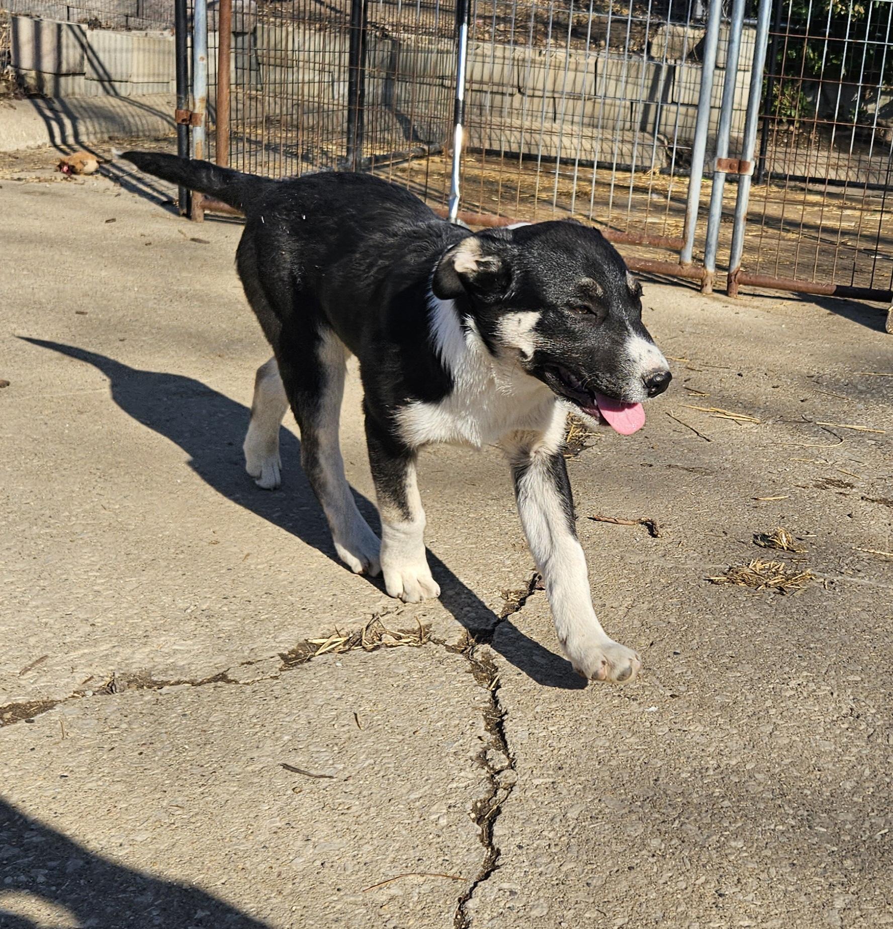 Cora, Adoptable, Young Female Great Pyrenees & Siberian Husky.