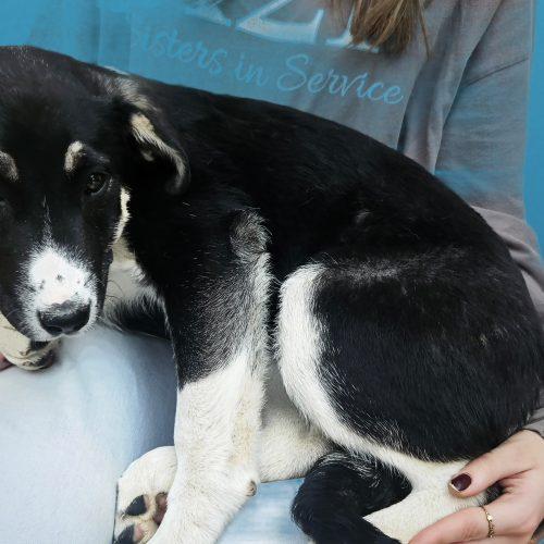 Enlarge Cora, a Adoptable mixed breed in Kirksville, MO image 1/2