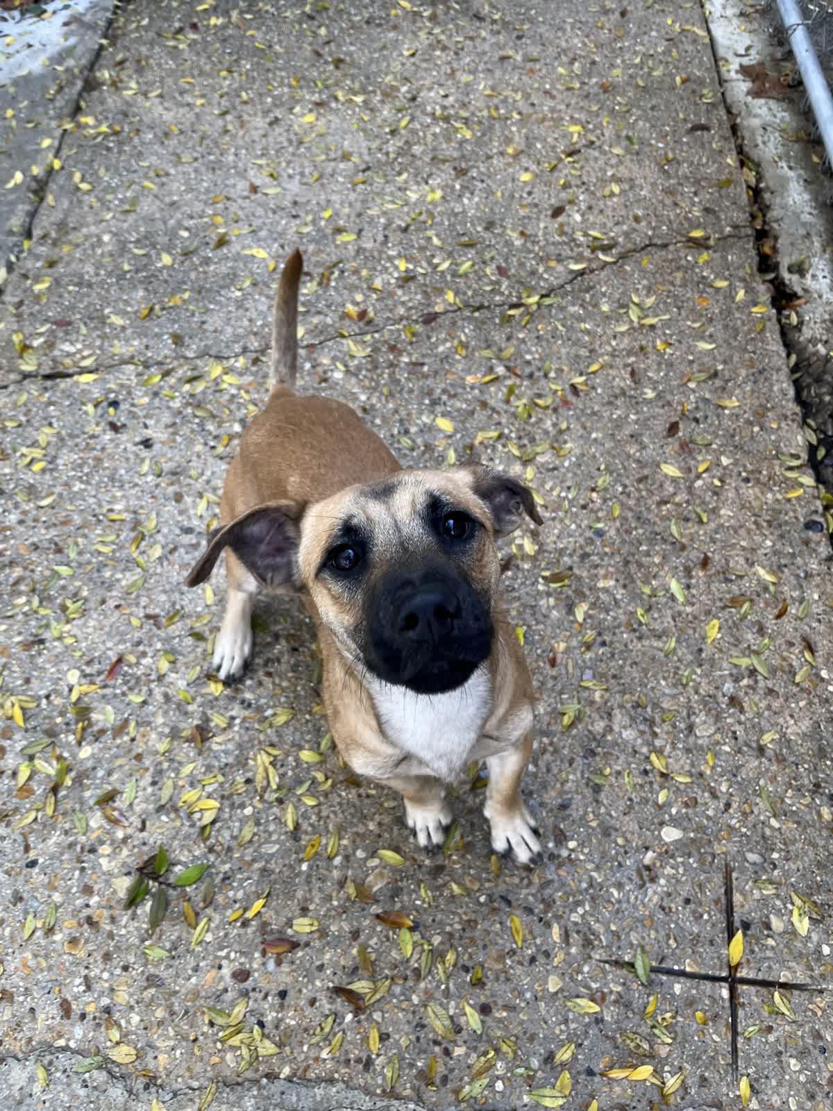 Comet, ADOPTABLE, Young Male Mixed Breed.