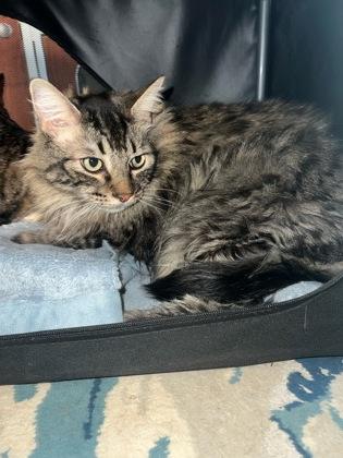 Domino, Adoptable, Adult Male Domestic Long Hair & Domestic Short Hair.