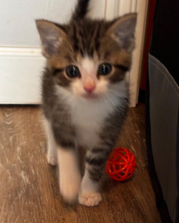 Enlarge Christmas Kittens, a ADOPTABLE mixed breed in Carroll, OH image 1/4