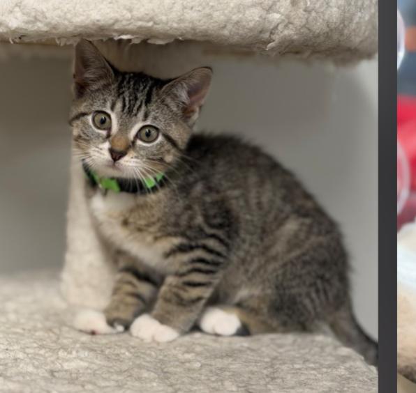 Enlarge JINGLE, JANGLE AND BUDDY, an adoptable mixed breed in Carroll, OH image 4/6