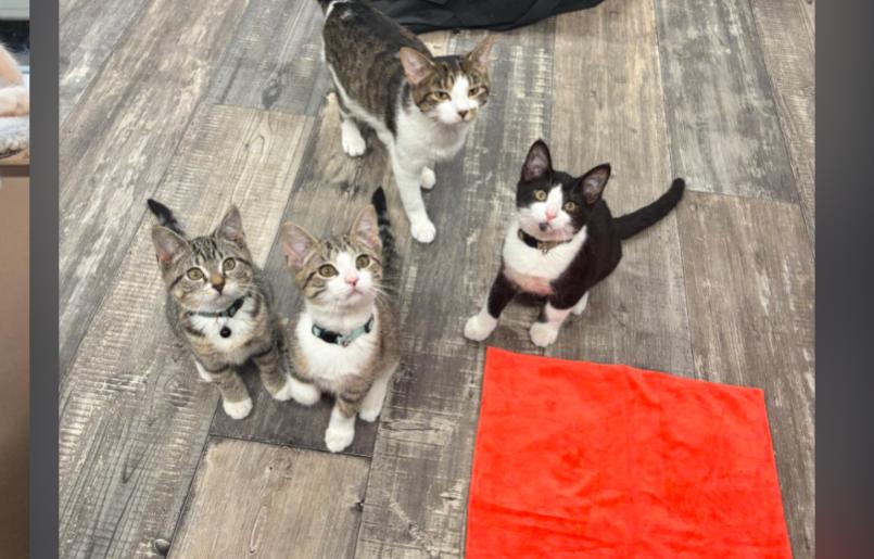 Enlarge JINGLE, JANGLE AND BUDDY, an adopted mixed breed in Carroll, OH image 6/6