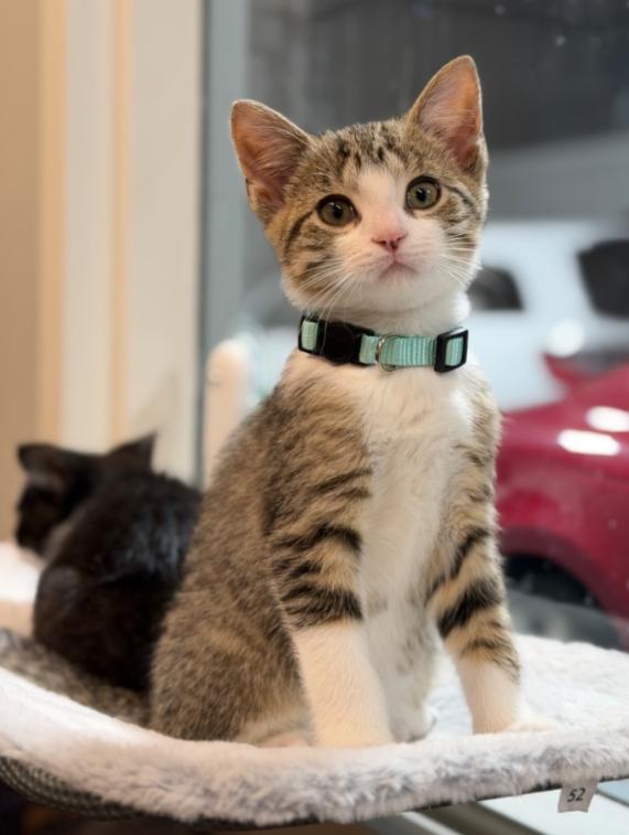 Enlarge JINGLE, JANGLE AND BUDDY, an adoptable mixed breed in Carroll, OH image 3/6