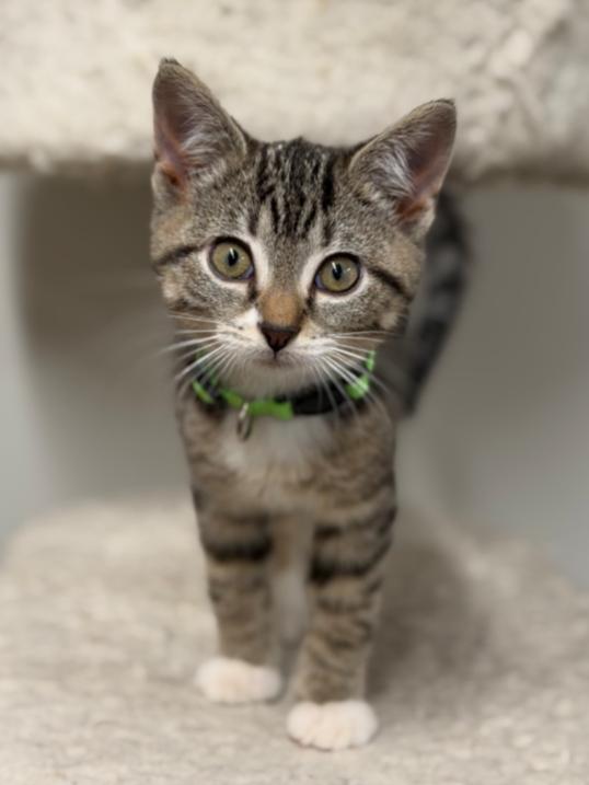 Enlarge JINGLE, JANGLE AND BUDDY, an adoptable mixed breed in Carroll, OH image 5/6