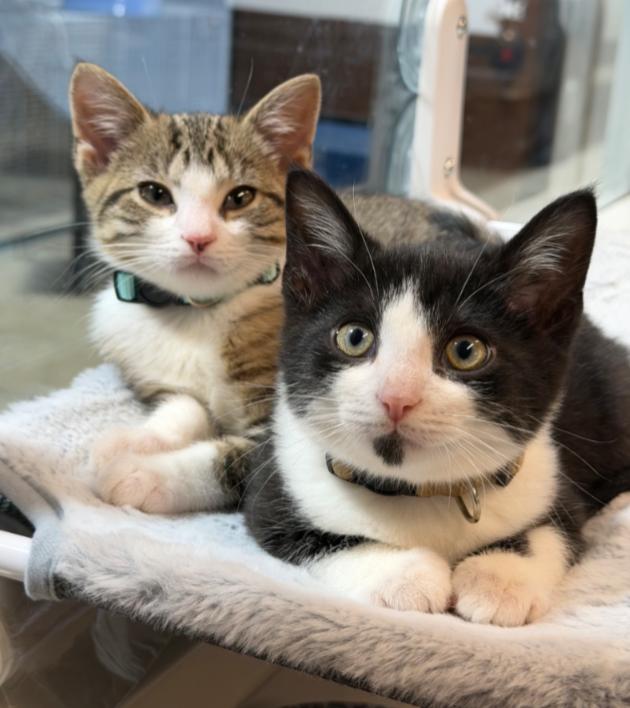 Jingle  Jangle And thumbnail 5