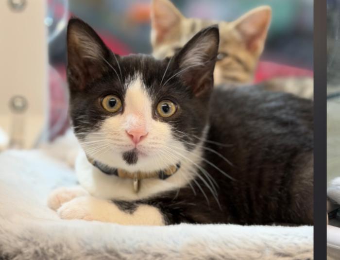 JINGLE, JANGLE AND BUDDY, adoptable, Kitten Male Tiger & Tuxedo.