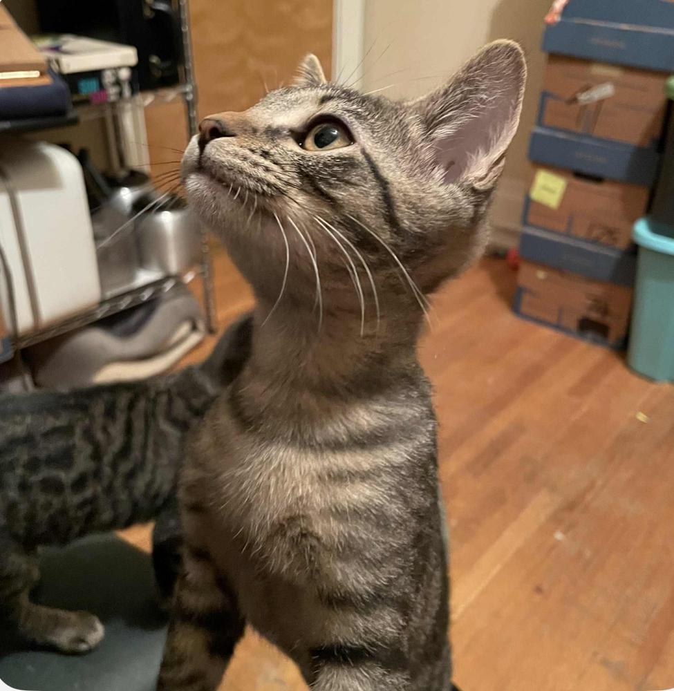 Chili's 31790-16, a Adoptable mixed breed in Spokane , WA image 1/5