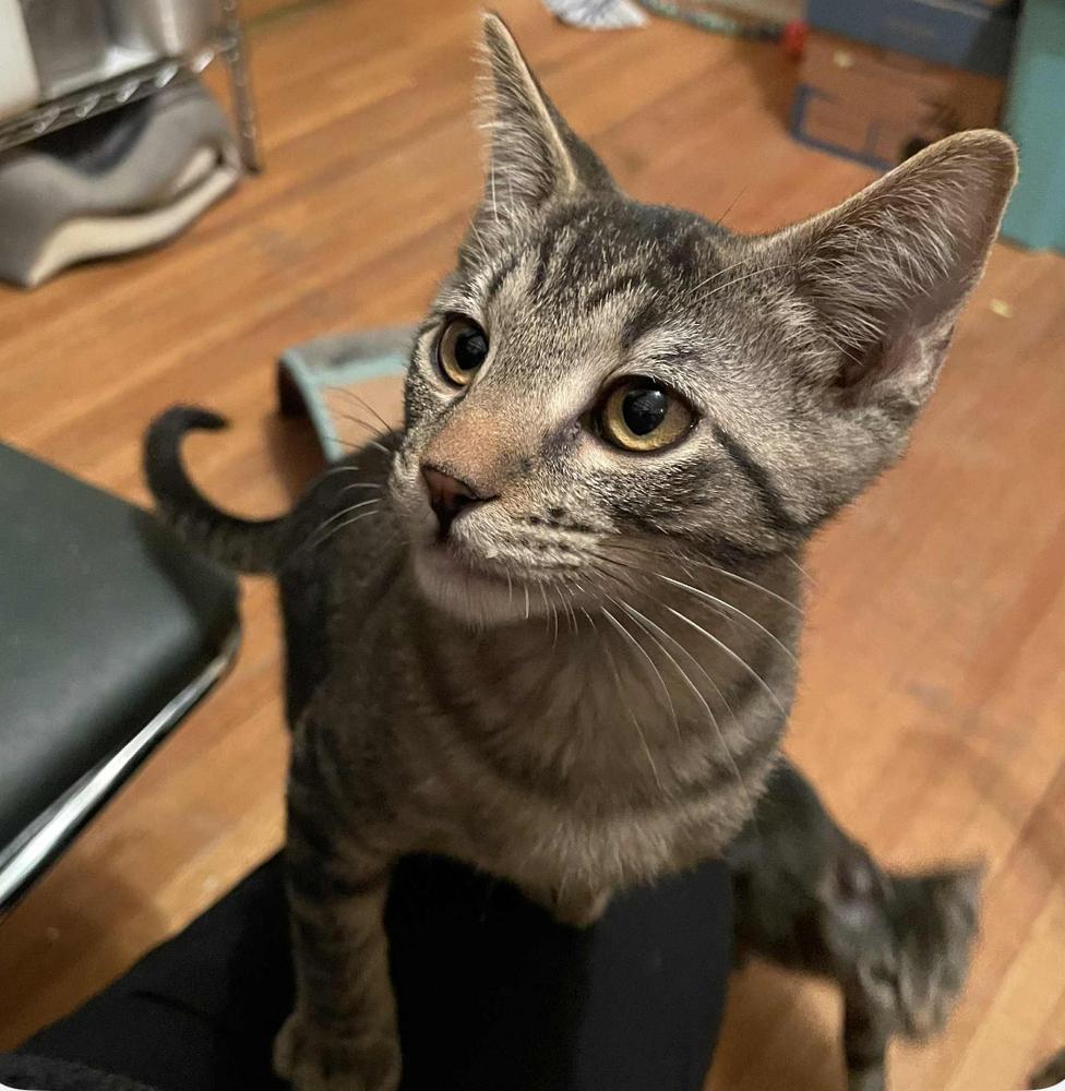 Chili's 31790-16, a Adoptable mixed breed in Spokane , WA image 2/5