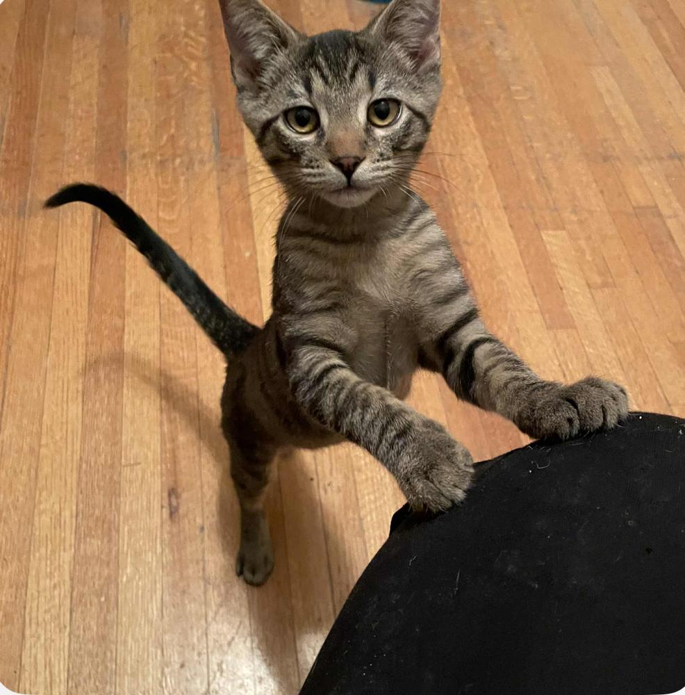 Chili's 31790-16, a Adoptable mixed breed in Spokane , WA image 3/5