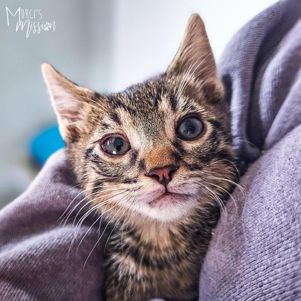 Chili's 31790-16, a Adoptable mixed breed in Spokane , WA image 4/5