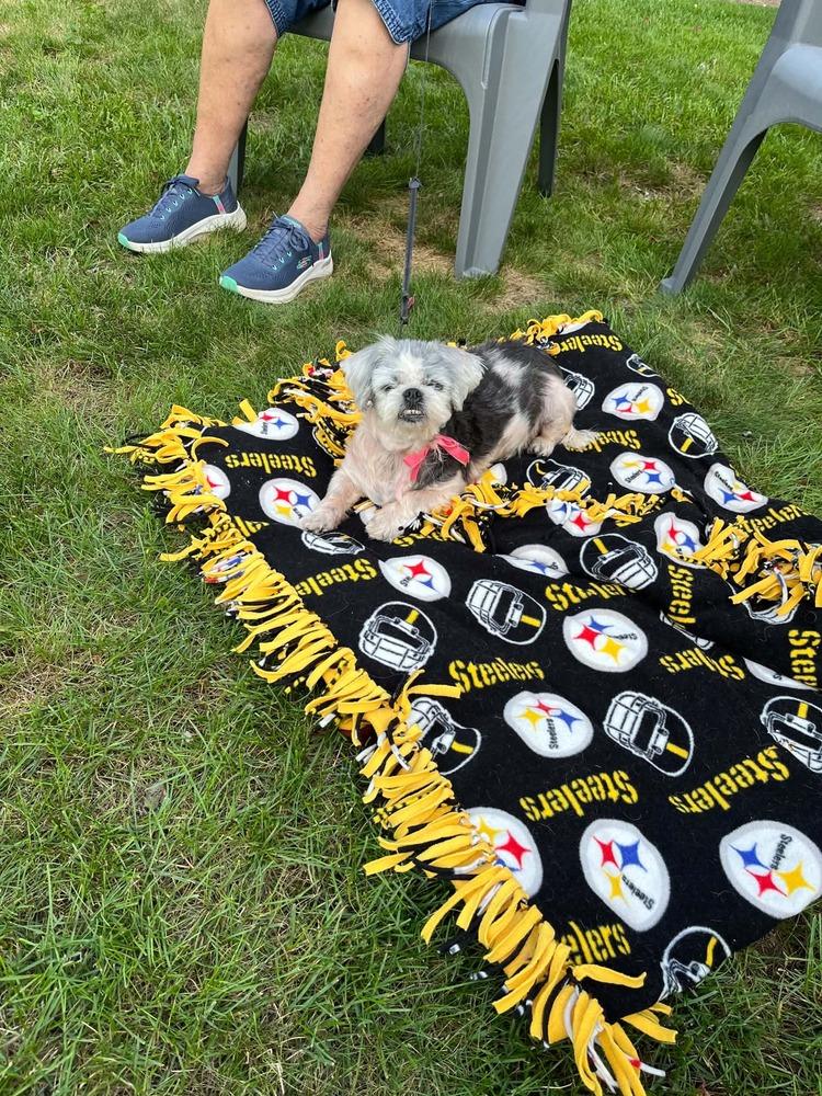 Mitzi, Adoptable, Adult Female Shih Tzu.
