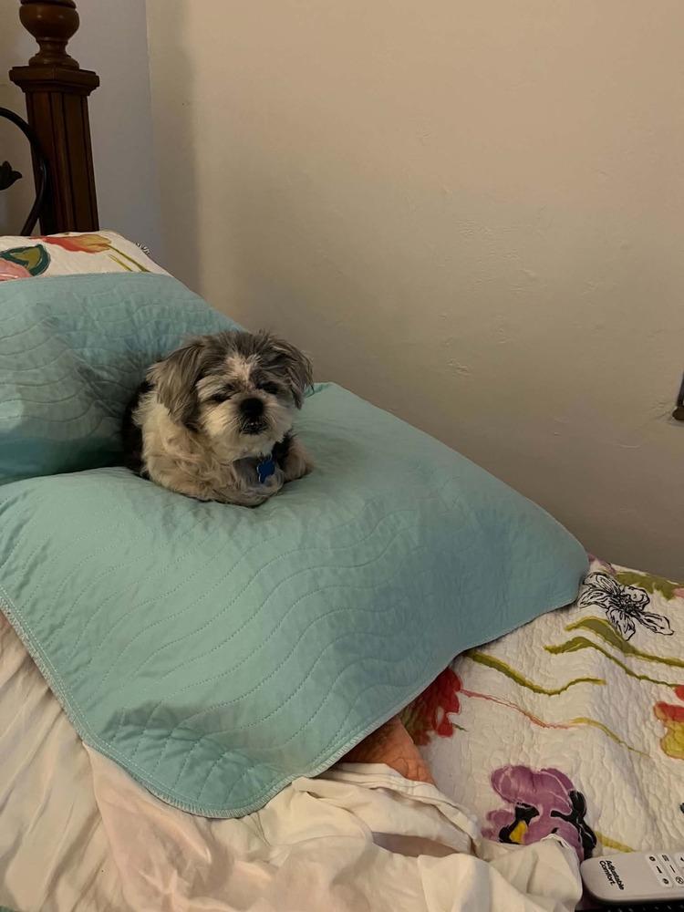 Enlarge Mitzi, a Adoptable mixed breed in Springdale, PA image 2/4